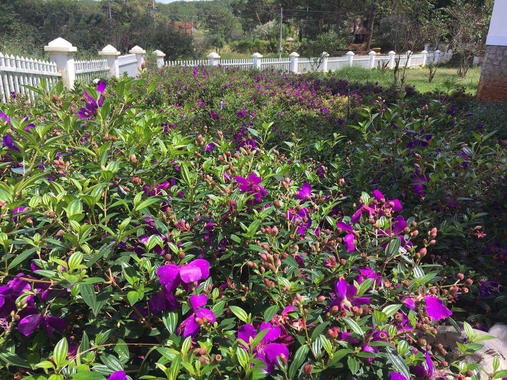 Romeo & Juliet Guesthouse Dalat Luaran gambar